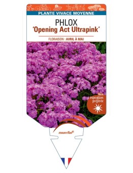 PHLOX (hybrida) Opening Act Ultrapink