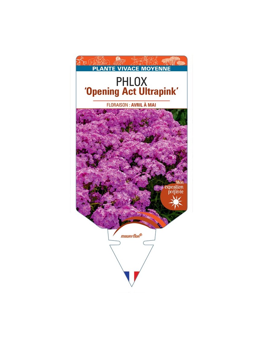 PHLOX (hybrida) Opening Act Ultrapink