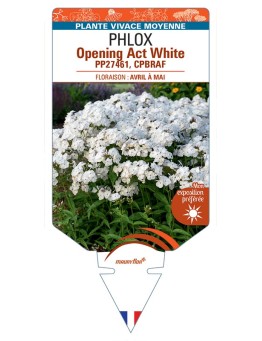 PHLOX (hybrida) Opening Act White