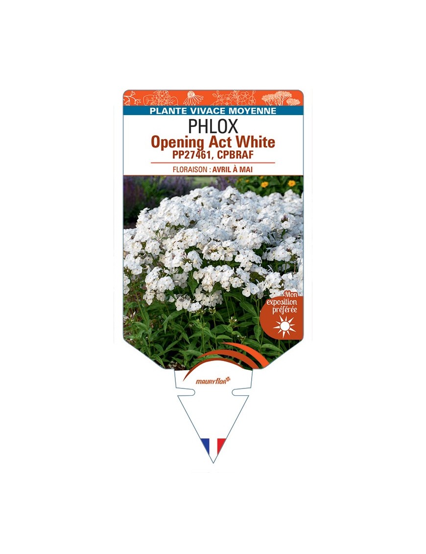 PHLOX (hybrida) Opening Act White