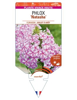 PHLOX (maculata) Natascha