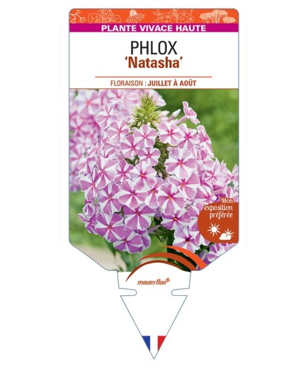 PHLOX (maculata) Natascha