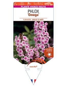 PHLOX (maculata) Omega