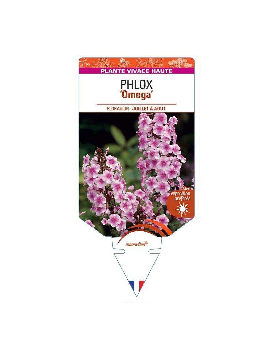 PHLOX (maculata) Omega
