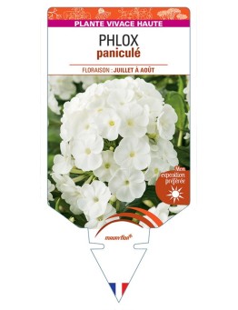 PHLOX (paniculata) (blanc)