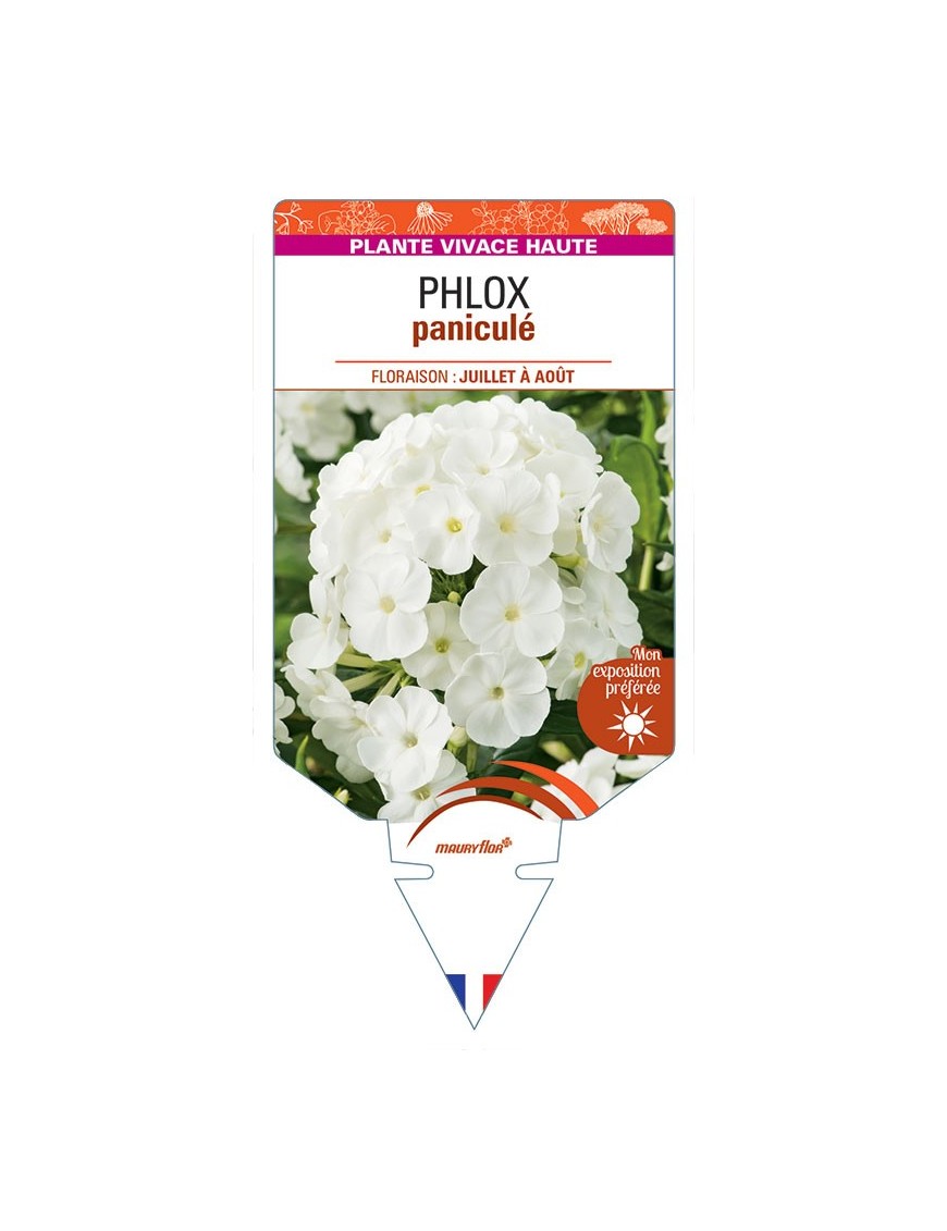 PHLOX (paniculata) (blanc)