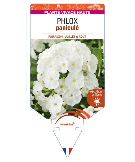 PHLOX (paniculata) (blanc)