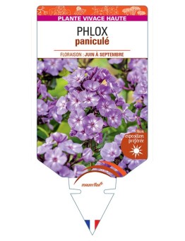 PHLOX (paniculata) (bleu lavande)