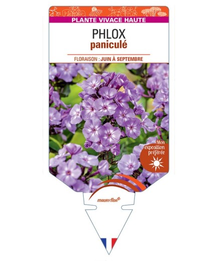 PHLOX (paniculata) (bleu lavande)