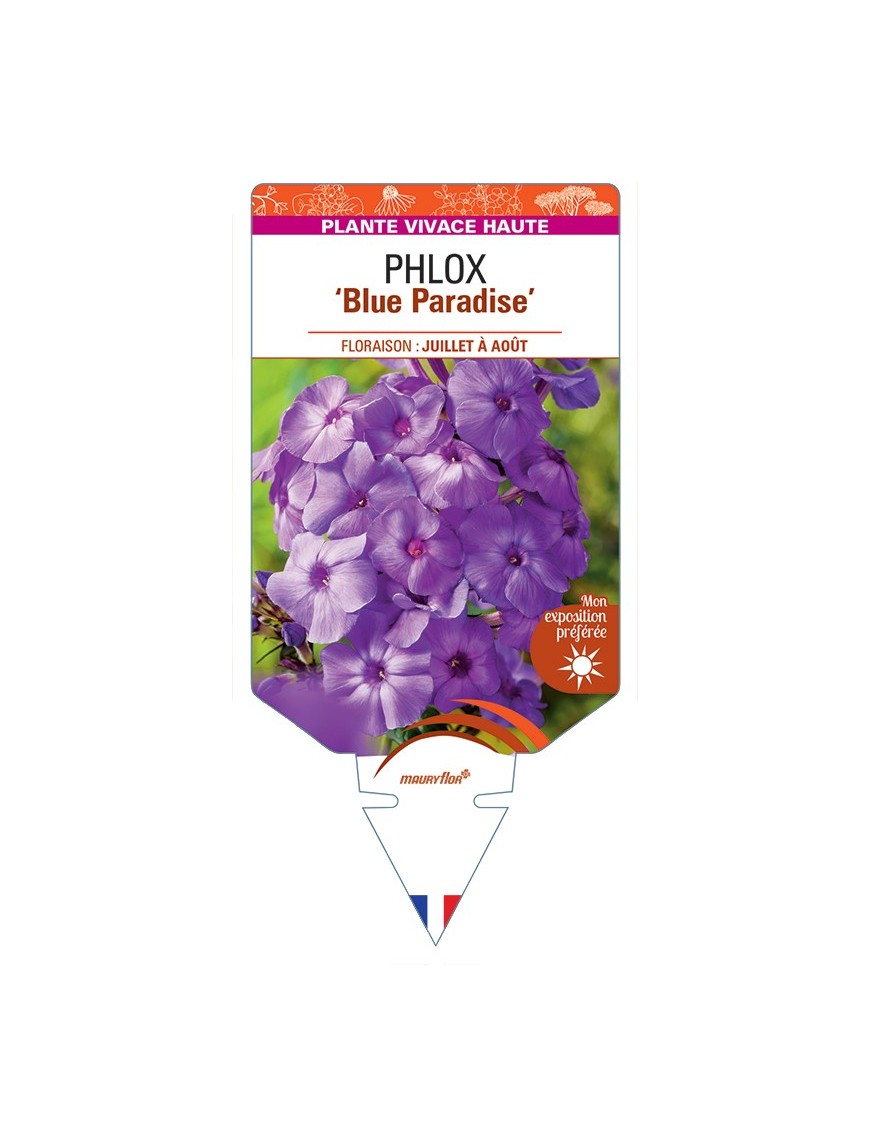PHLOX (paniculata) Blue Paradise