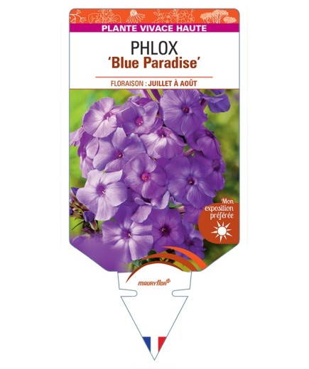 PHLOX (paniculata) Blue Paradise