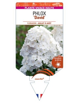 PHLOX (paniculata) David