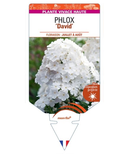 PHLOX (paniculata) David