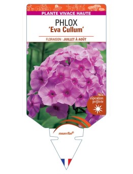 PHLOX (paniculata) Eva Cullum
