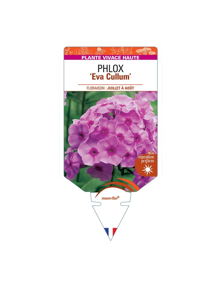 PHLOX (paniculata) Eva Cullum