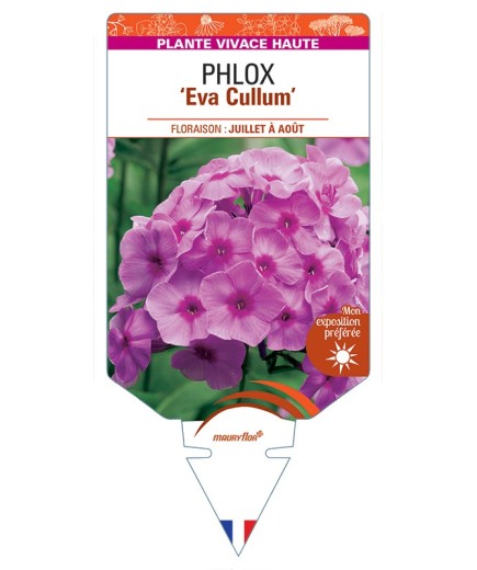 PHLOX (paniculata) Eva Cullum