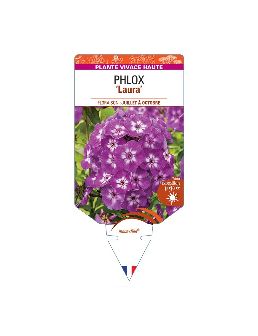 PHLOX (paniculata) Laura
