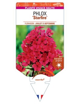 PHLOX (paniculata) Starfire