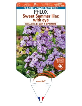 PHLOX (paniculata) Sweet Summer lilac with eye