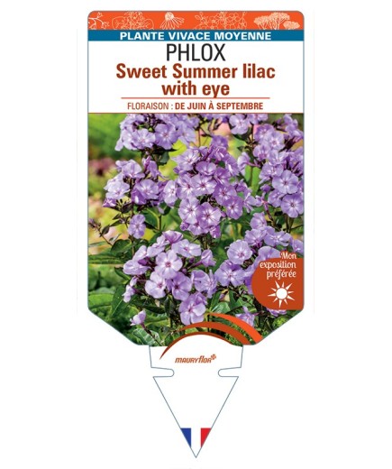 PHLOX (paniculata) Sweet Summer lilac with eye
