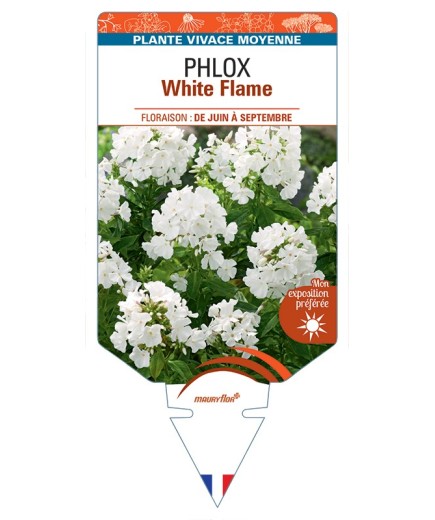 PHLOX (paniculata) White Flame