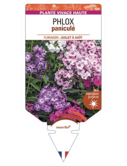 Phlox paniculata (varié)