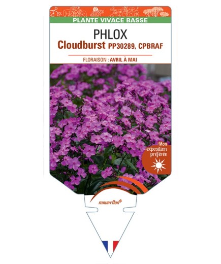 PHLOX (subulata) Cloudburst
