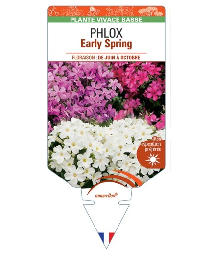 PHLOX (subulata) Early Spring