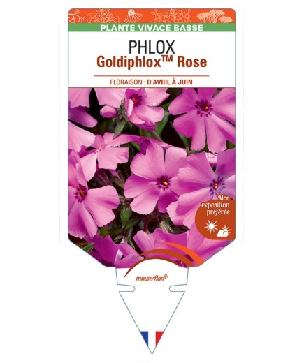 PHLOX (subulata) GoldiphloxTM (rose)