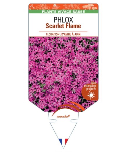 PHLOX (subulata) Scarlet Flame