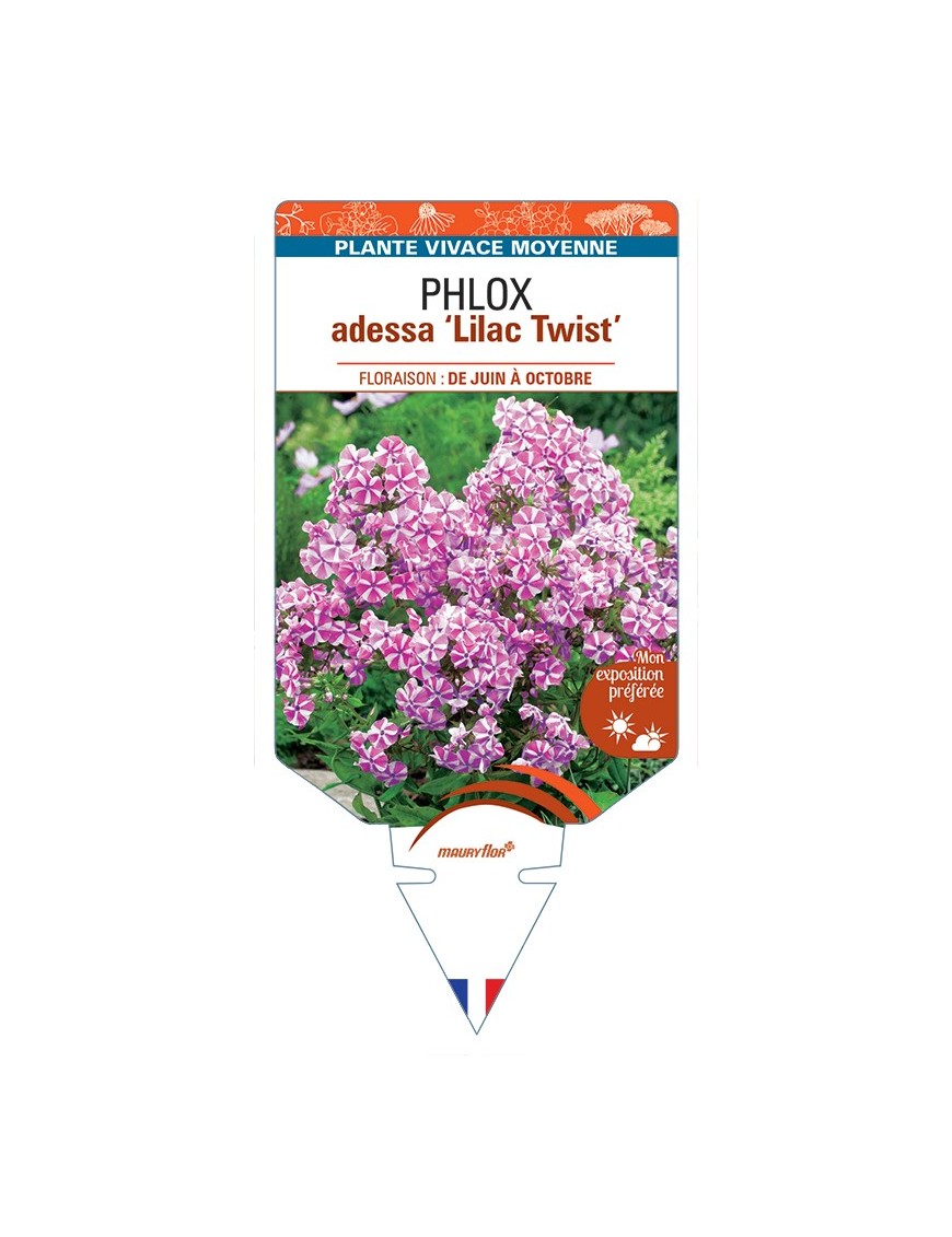 PHLOX adessa Lilac Twist