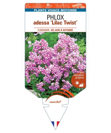 PHLOX adessa Lilac Twist