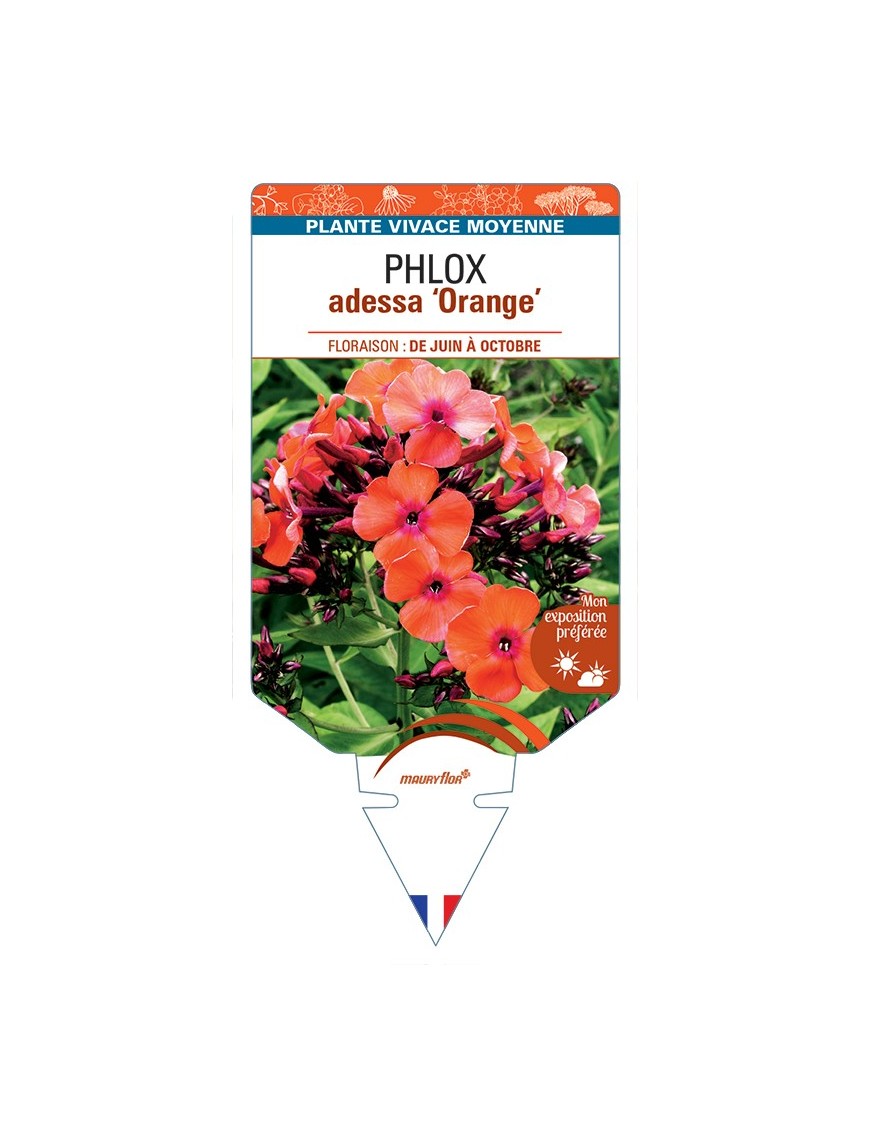 PHLOX adessa Orange