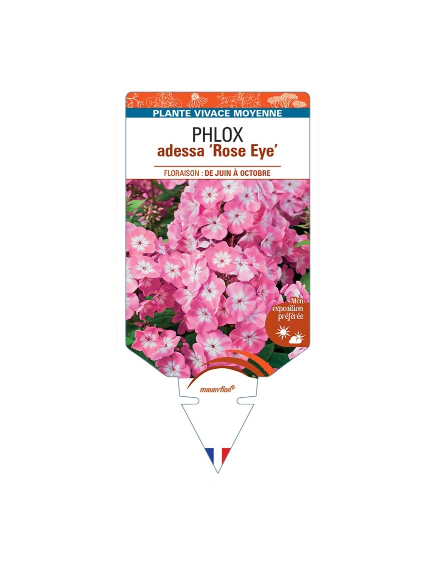 PHLOX adessa Rose Eye