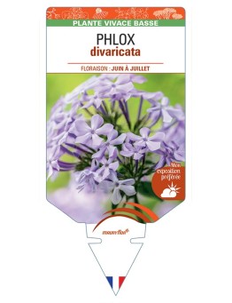 PHLOX divaricata