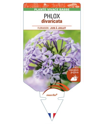 PHLOX divaricata
