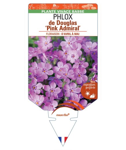 PHLOX douglasii Pink Admiral voir PHLOX de Douglas