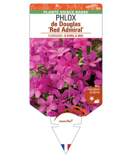 PHLOX douglasii Red Admiral voir PHLOX de Douglas