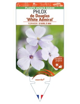 PHLOX douglasii White Admiral voir PHLOX de Douglas