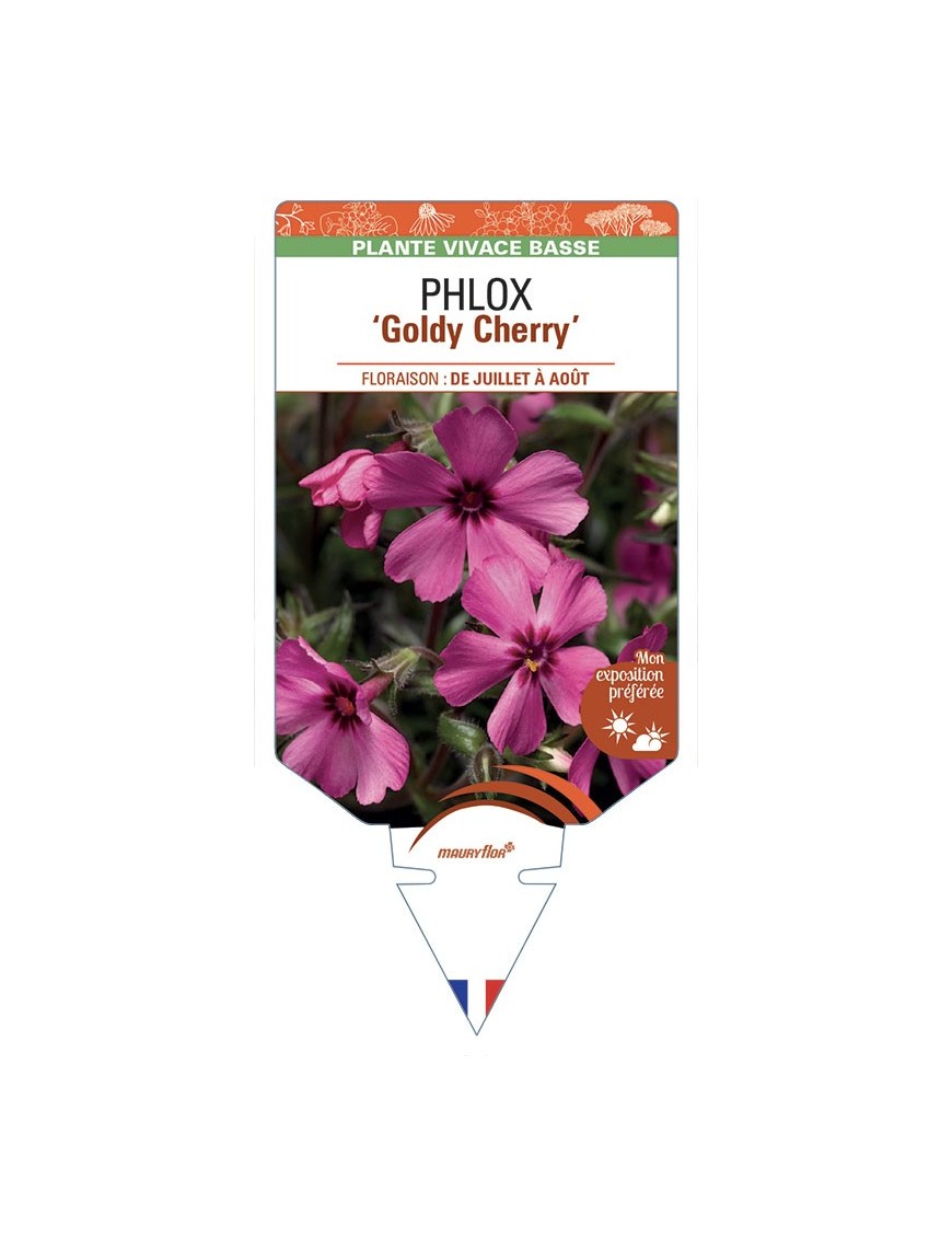 PHLOX Goldy Cherry