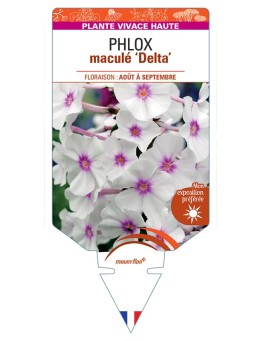 PHLOX maculé Delta