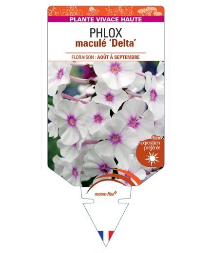 PHLOX maculé Delta