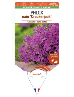PHLOX nain (douglasii) Crackerjack
