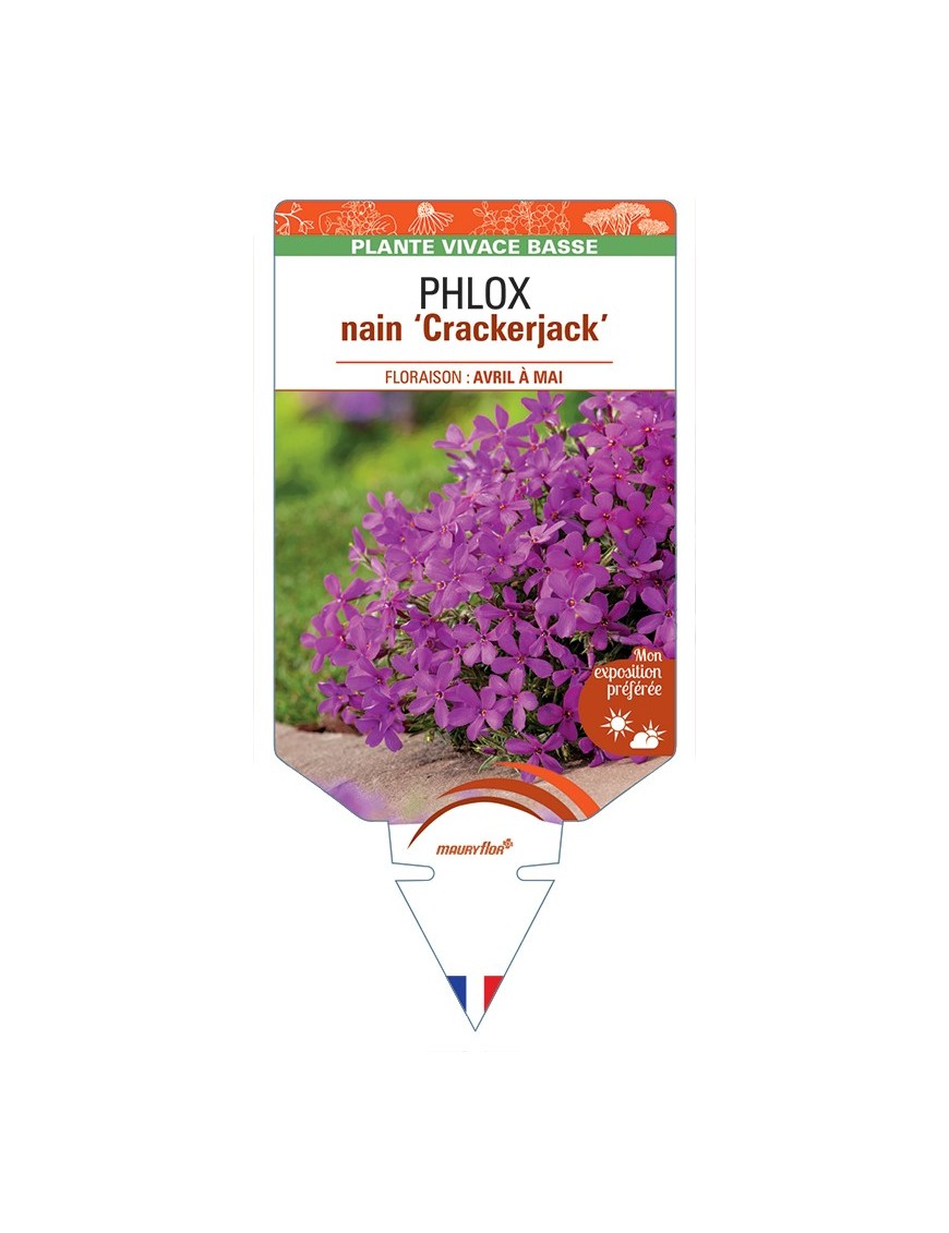 PHLOX nain (douglasii) Crackerjack