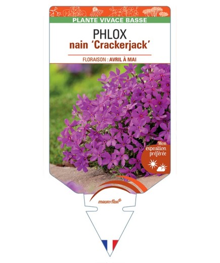 PHLOX nain (douglasii) Crackerjack