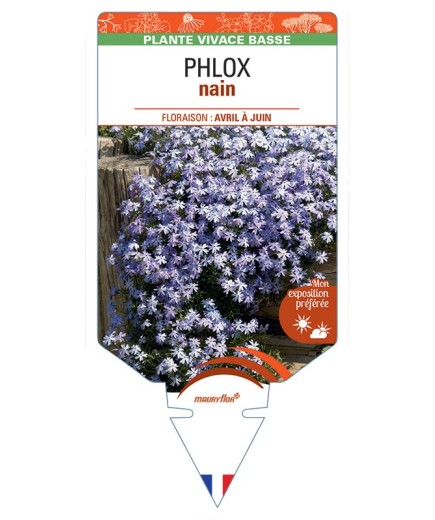 PHLOX nain (bleu)