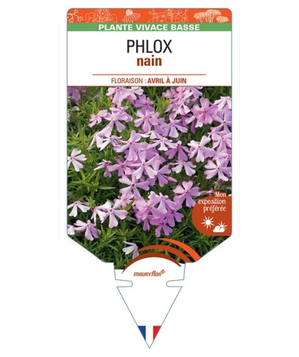 PHLOX nain (rose)