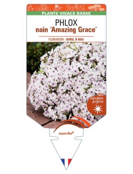PHLOX nain (subulata) Amazing Grace