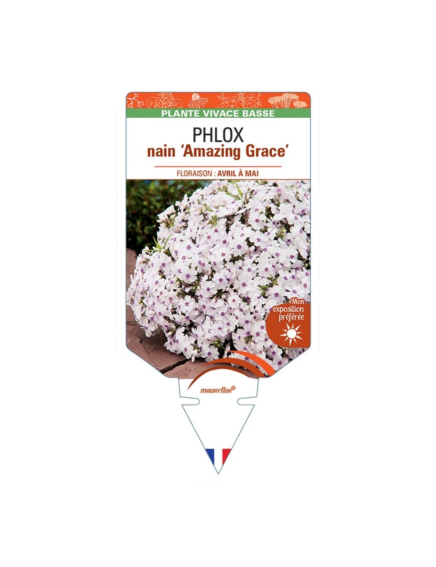 PHLOX nain (subulata) Amazing Grace