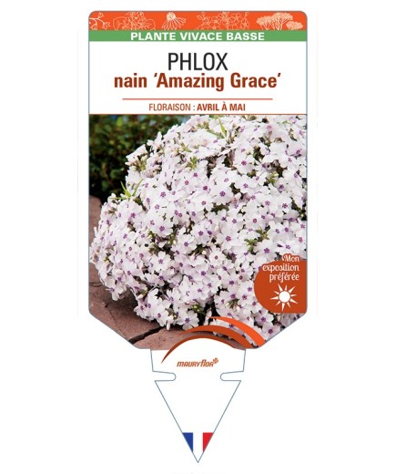 PHLOX nain (subulata) Amazing Grace